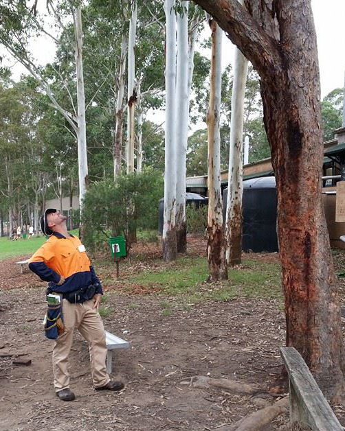 ms-consulting-arborist